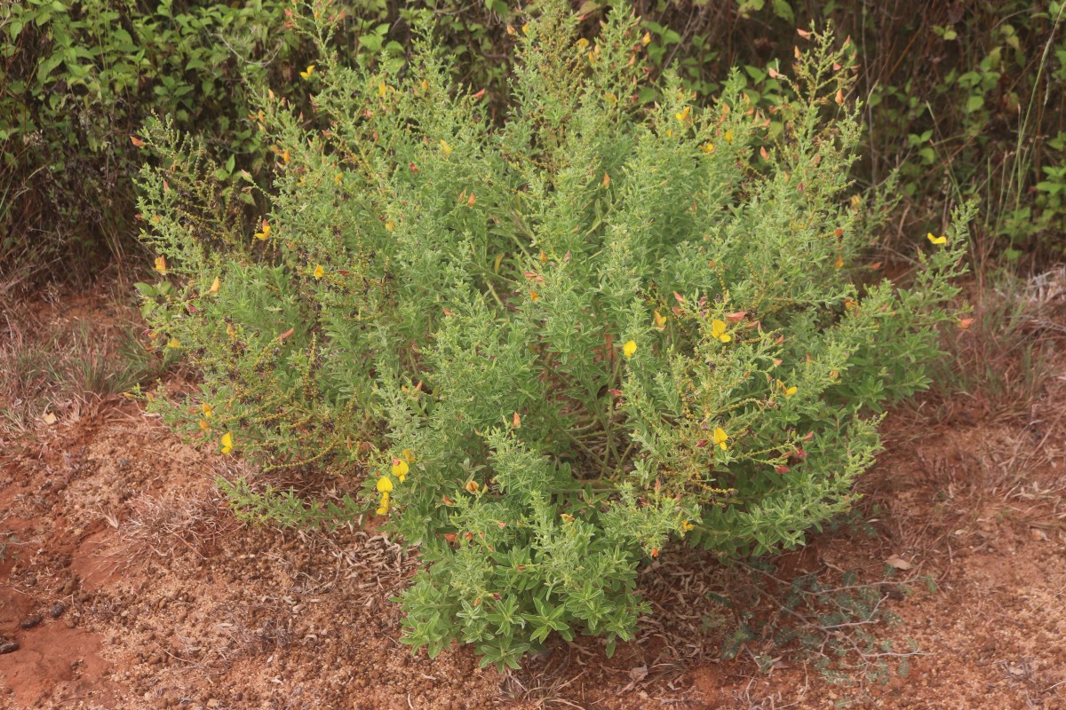 Crotalaria lunulata B.Heyne ex Wight & Arn.